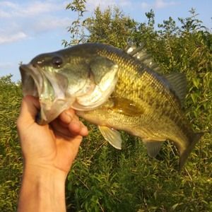 Meet your Posher, Jerod